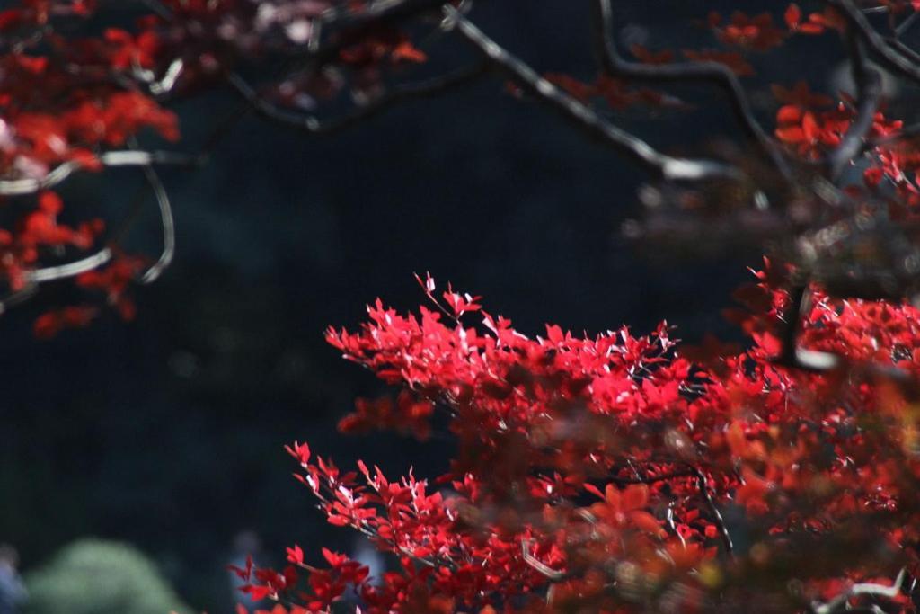 Tora Hotel Tokyo-Rikugienn 寅ホテル 六義園 C Exterior foto